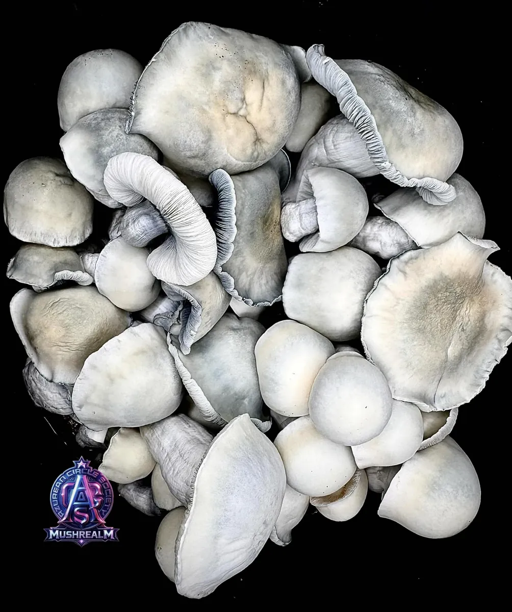 ACS ABV440, photographed for the MycoWorld library