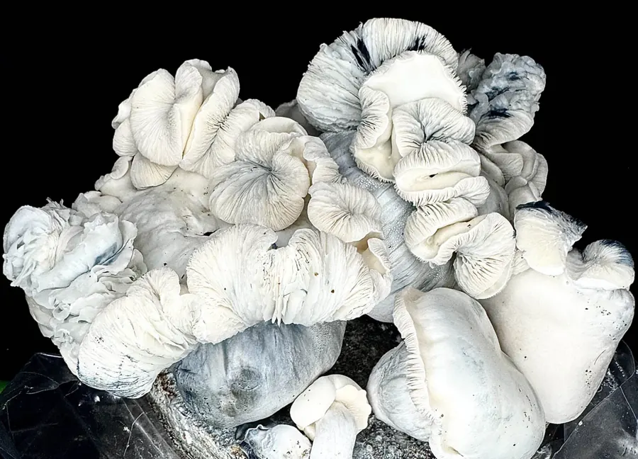 ACS ABV440, a strain in the MycoWorld Mushrealm collection