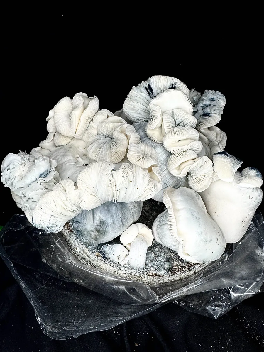 ACS ABV440, an isolation of Albino Bluey Vuitton