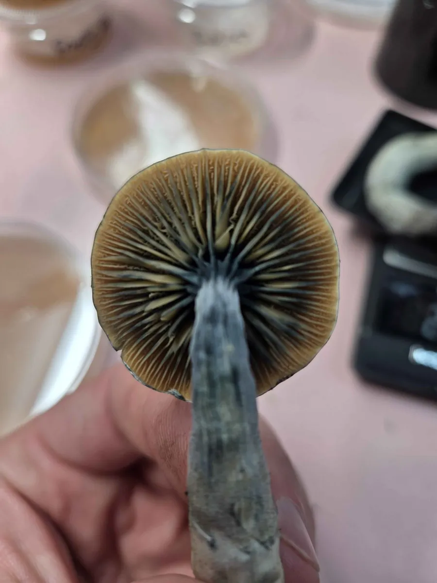 ACS Ochra, photographed for the MycoWorld library