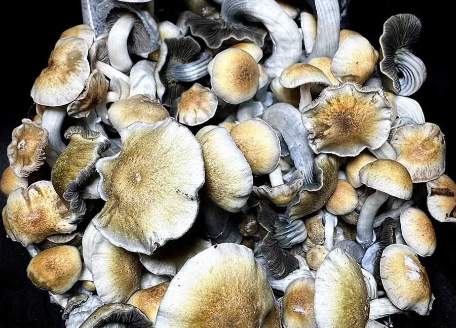 ACS Ochra, a strain in the MycoWorld Mushrealm collection
