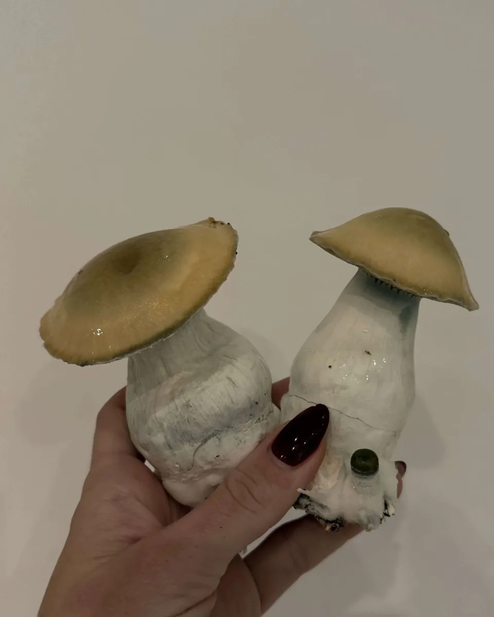 Albino Bluey Vuitton, photographed for the MycoWorld library