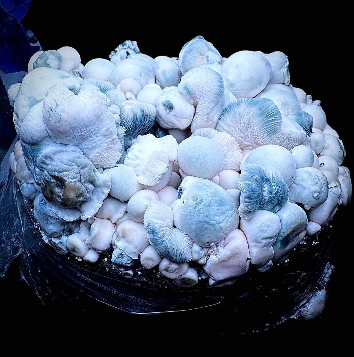 Albino Saturn Tidepool, photographed for the MycoWorld library