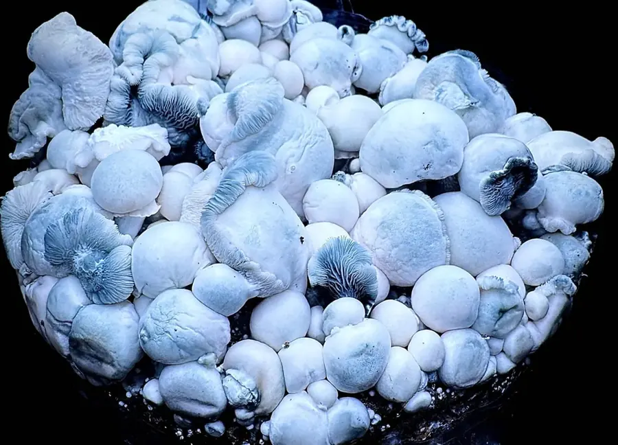 Albino Saturn Tidepool, a strain in the MycoWorld Mushrealm collection