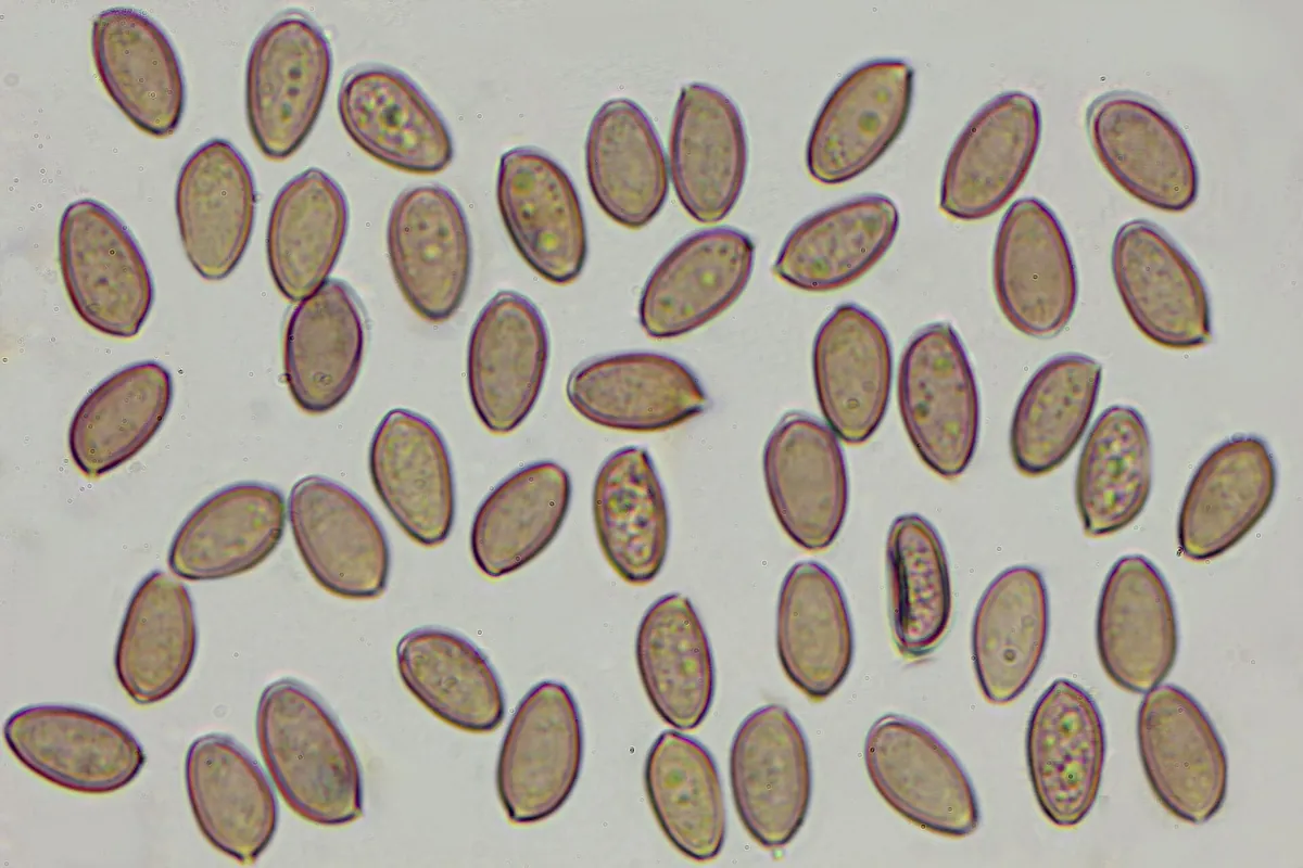 Psilocybe spores under the microscope