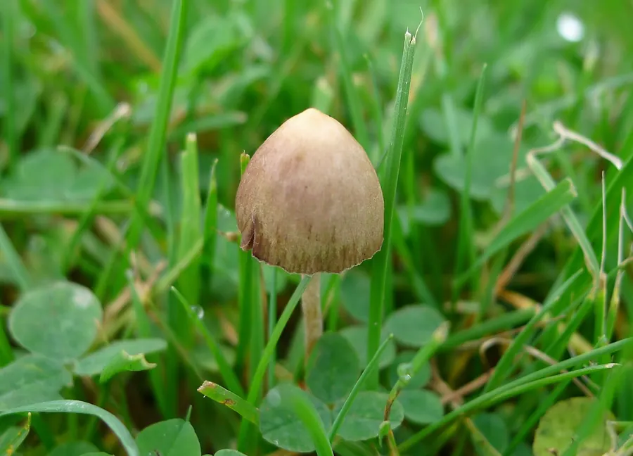 Psilocybe semilanceata, the liberty cap, growing in UK grassland