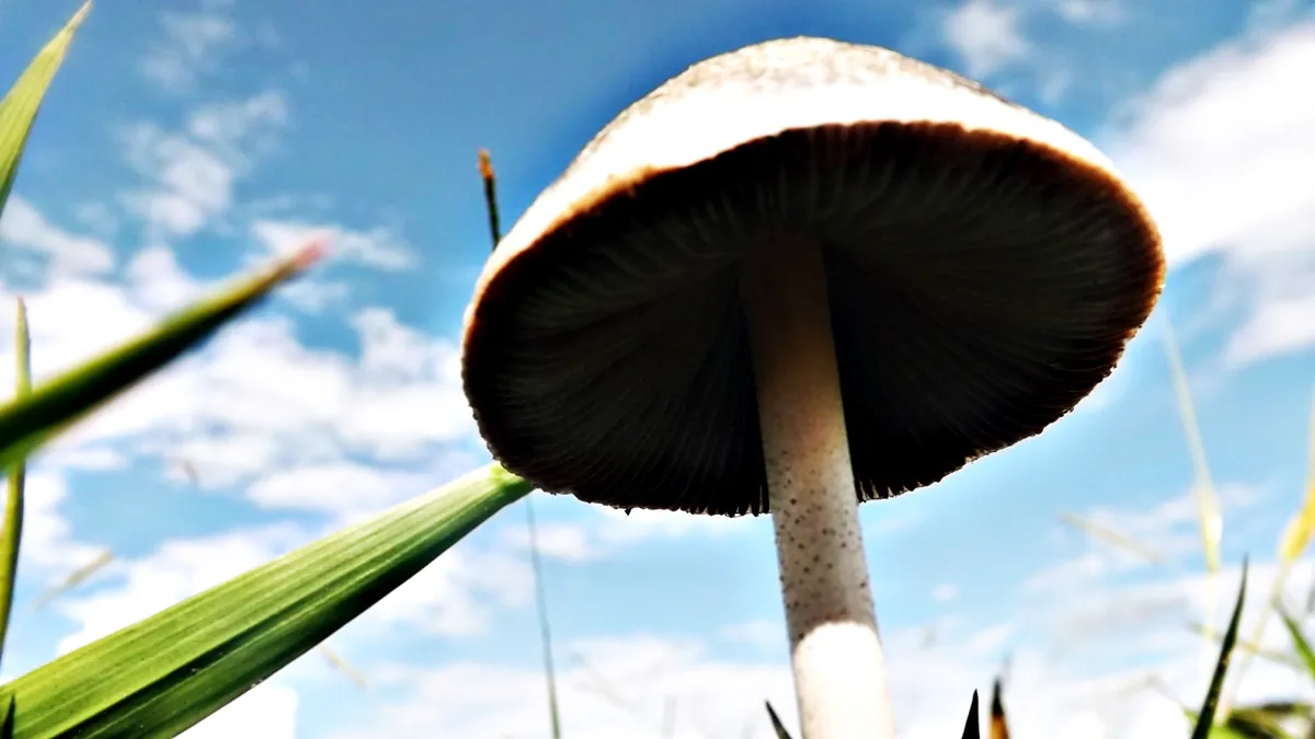 A Panaeolus cyanescens mushroom against a blue sky