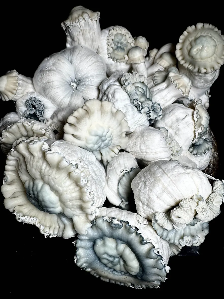 Gamma Decay, an original What The Fungi cross