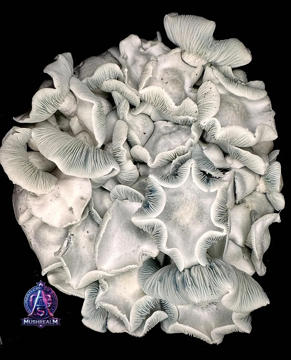 MFH Ape, an albino isolate