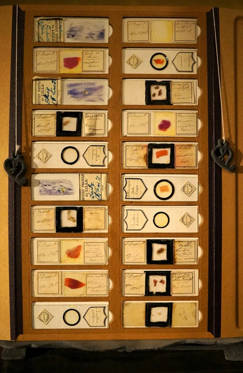 Prepared microscope slides stored in a wooden case