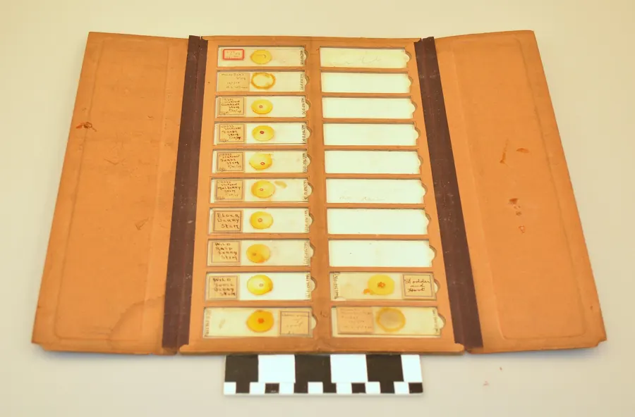 An antique set of prepared microscope slides in a fitted case