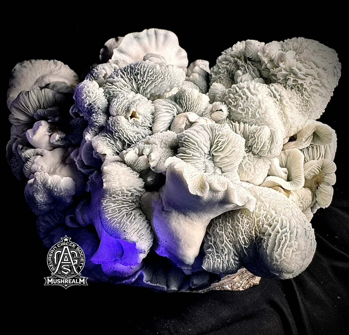 Blue Voodoo, photographed for the MycoWorld library
