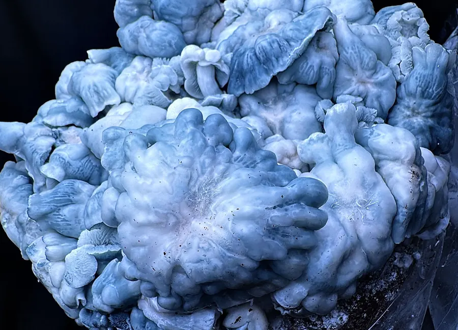 Blue Voodoo, a strain in the MycoWorld Mushrealm collection