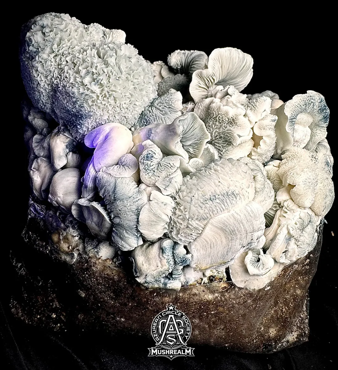 Blue Vootwo, photographed for the MycoWorld library