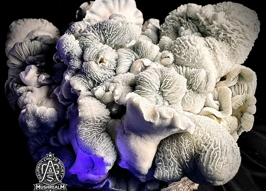 Blue Vootwo, a strain in the MycoWorld Mushrealm collection