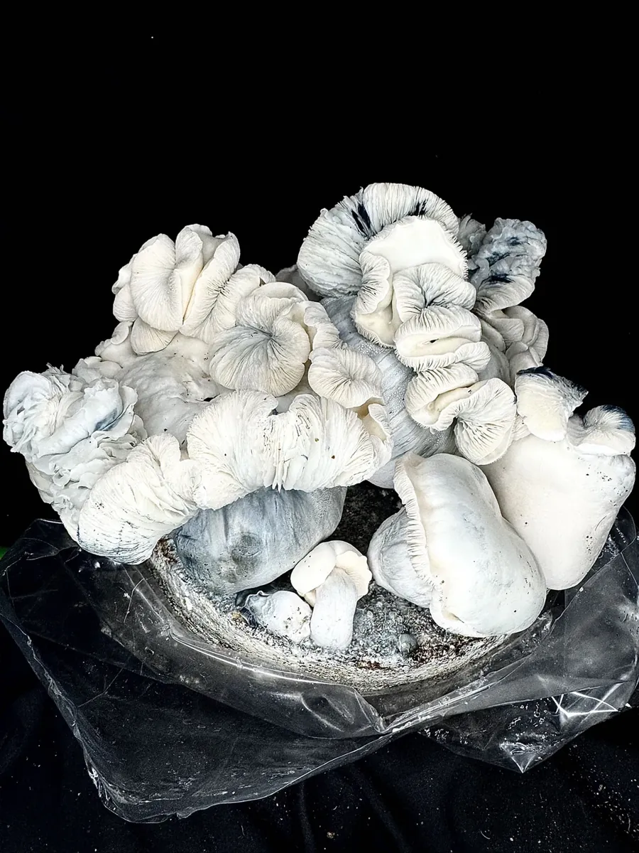 Albino Bluey Vuitton, the unpigmented A.C.S isolate of the same line