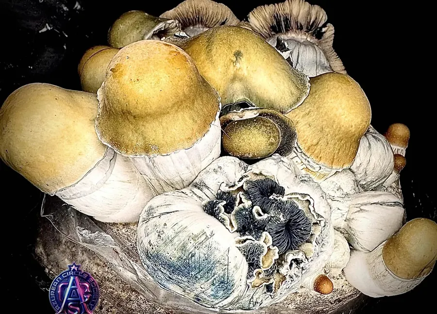 Bluey Vuitton, a Psilocybe cubensis line in the MycoWorld library