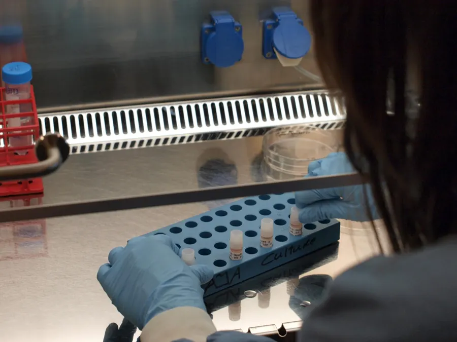 Gloved hands working inside a laminar flow cabinet
