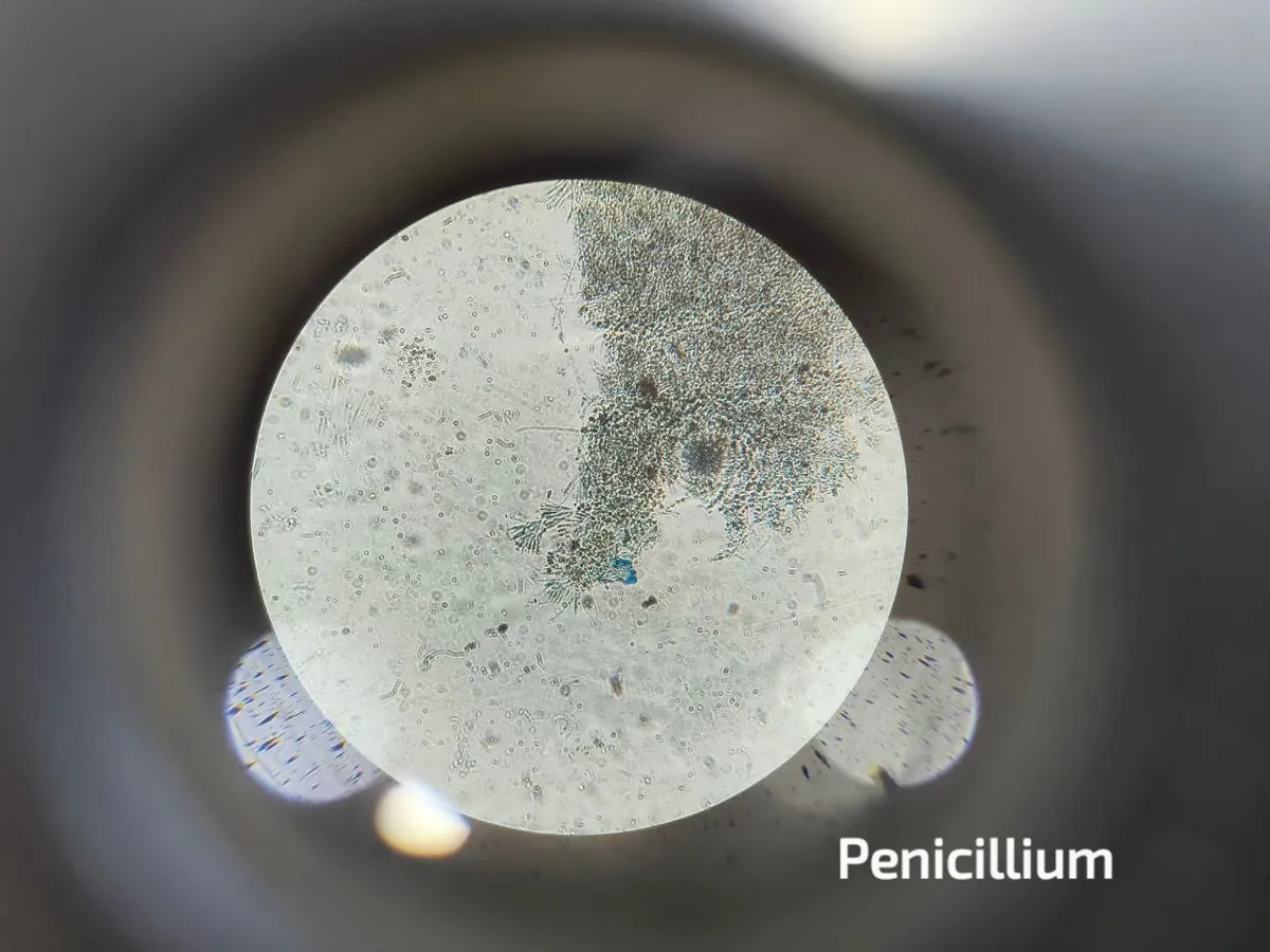 Penicillium conidiophores seen through a microscope eyepiece