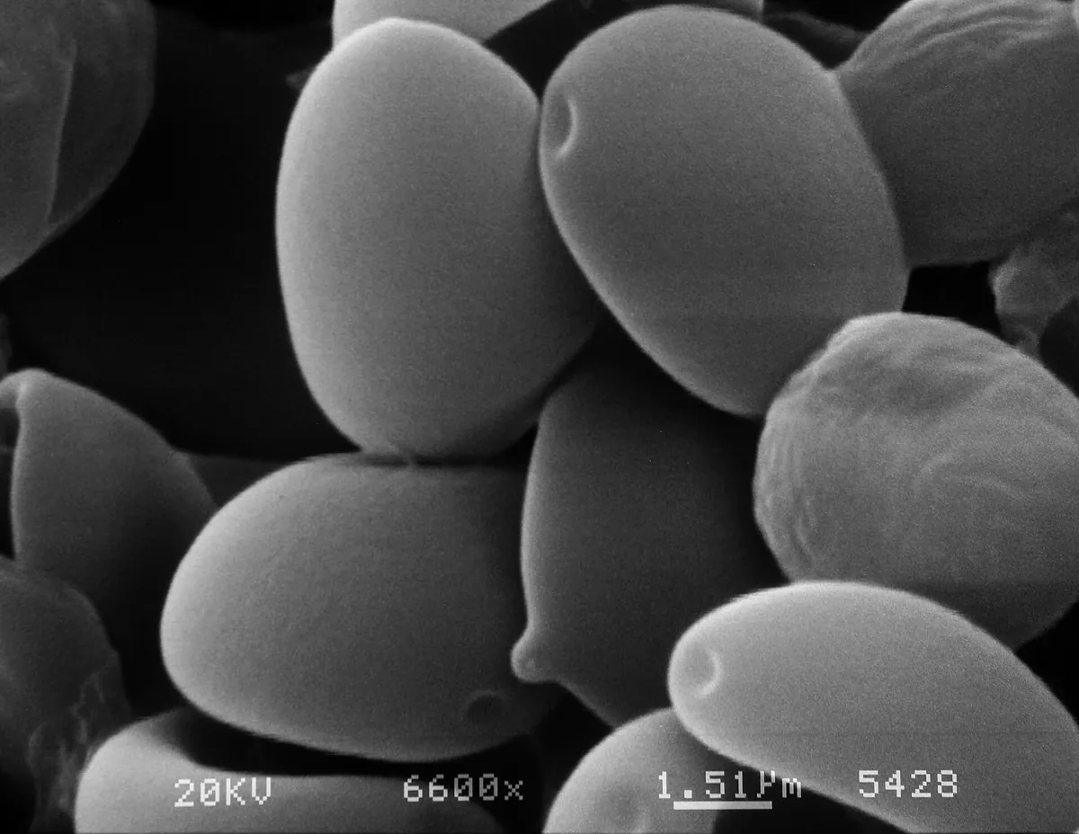 Scanning electron micrograph of Psilocybe spores