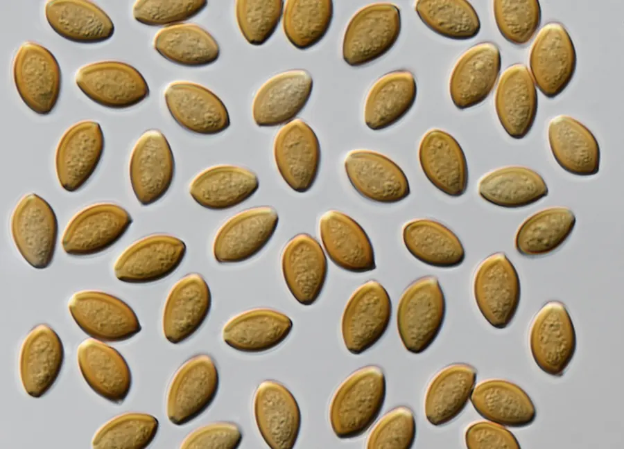 Psilocybe stuntzii spores at 1000x magnification