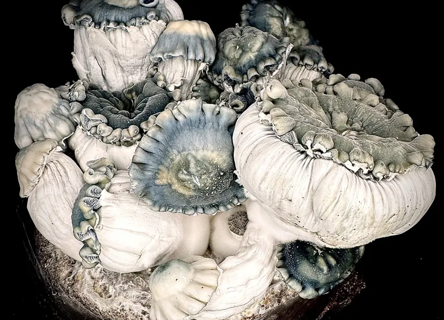 DreadMaw, an isolate selected from Gamma Decay