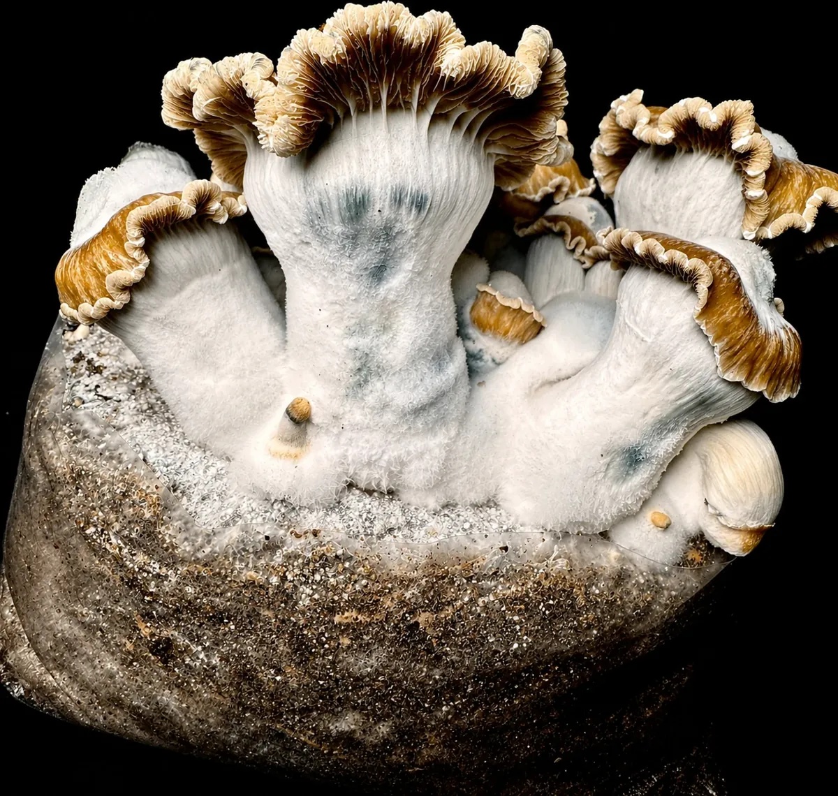 El Toque f2, photographed for the MycoWorld library
