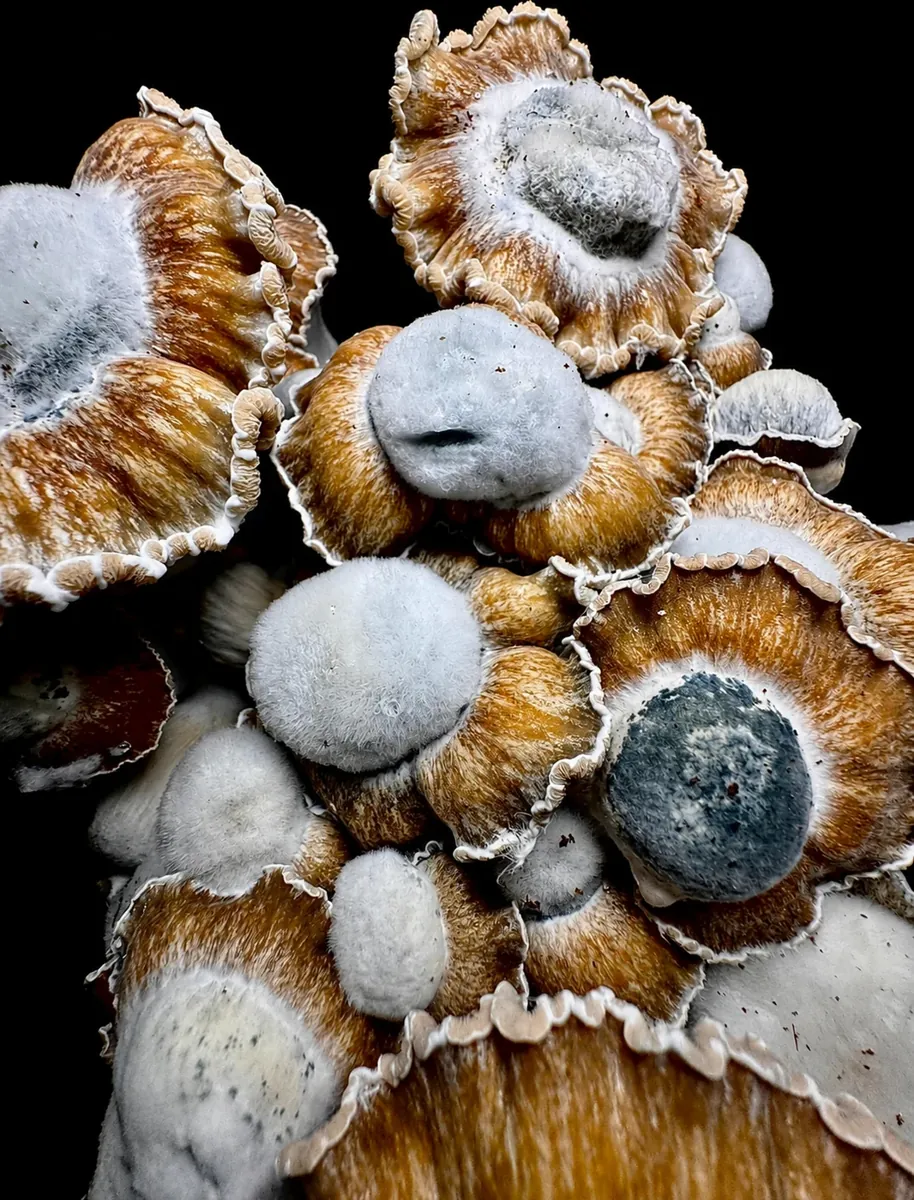 El Toque f2, photographed for the MycoWorld library