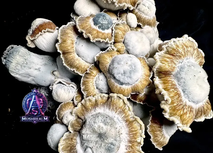 El Toque f2, a strain in the MycoWorld Mushrealm collection
