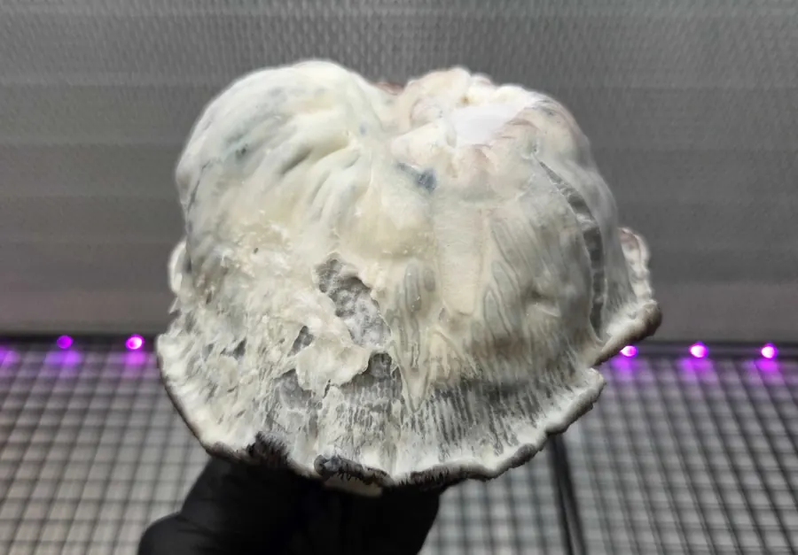 EMP, a strain in the MycoWorld Mushrealm collection