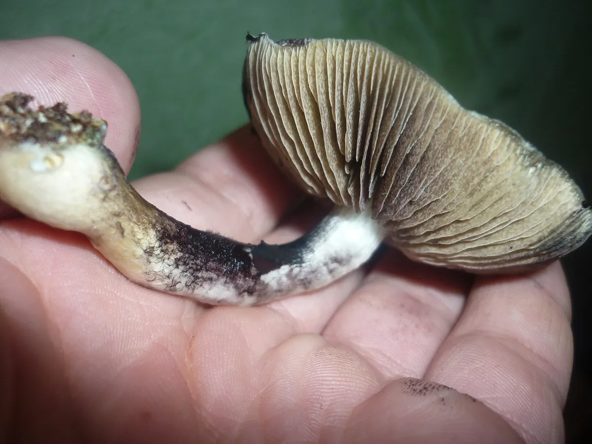 A mature Golden Teacher mushroom held in a hand, gills showing