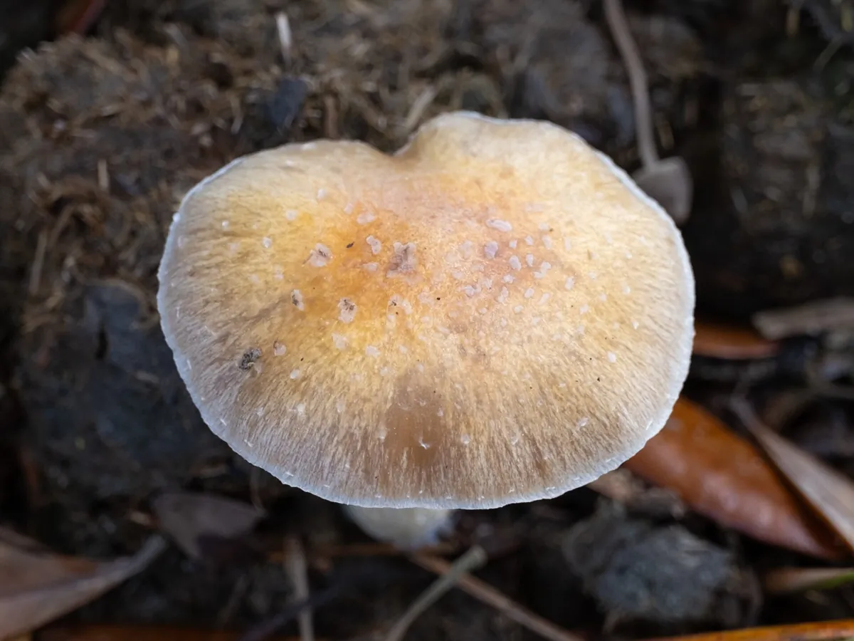 A Psilocybe cubensis cap seen from above