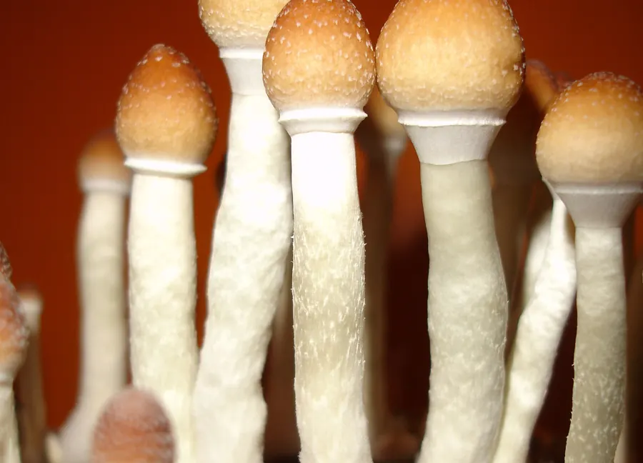 A cluster of golden-capped Psilocybe cubensis mushrooms