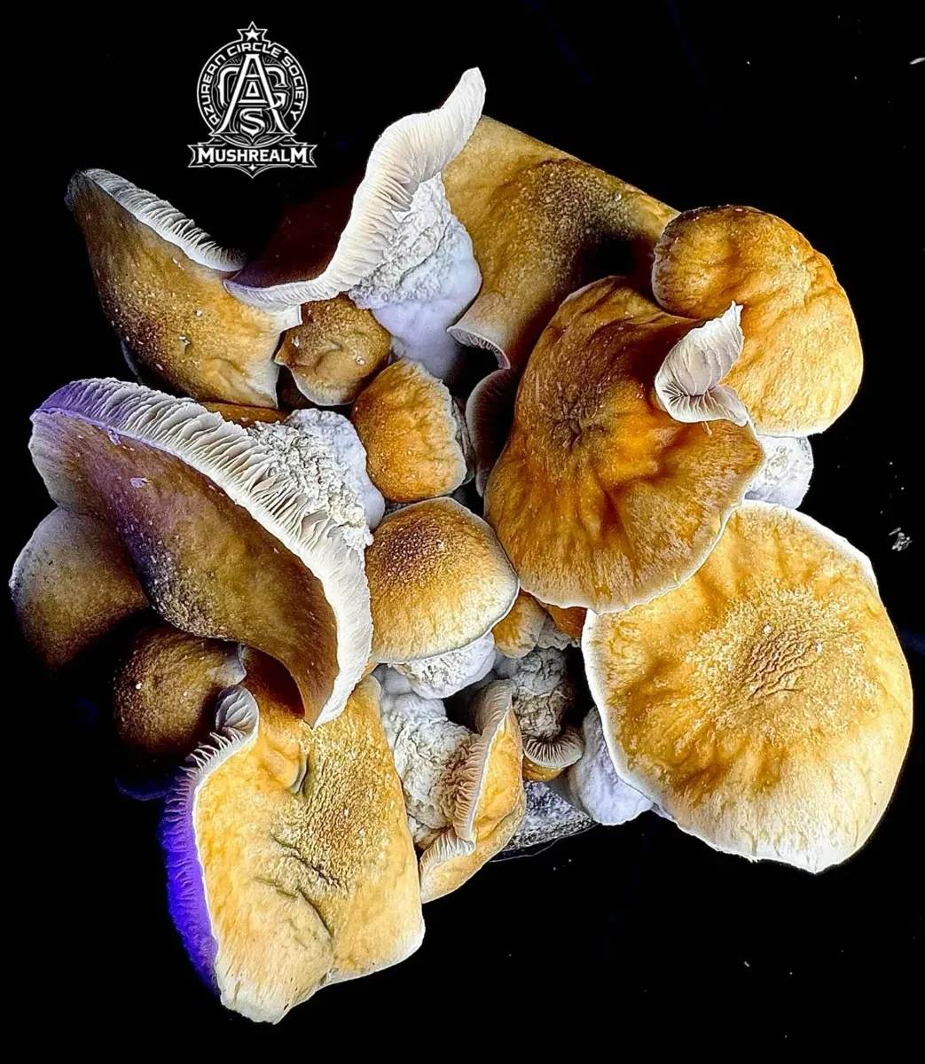 Hellmonkey, photographed for the MycoWorld library