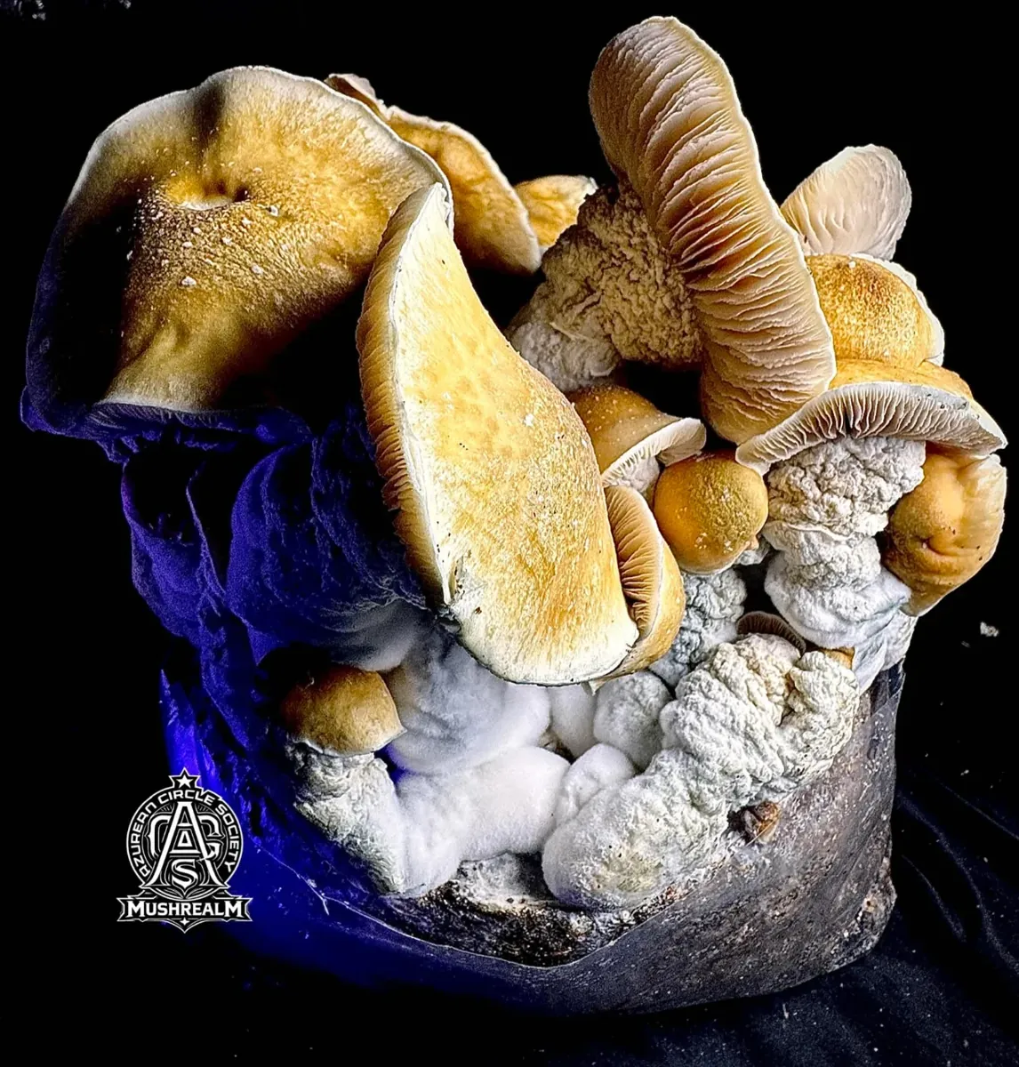 Hellmonkey, photographed for the MycoWorld library