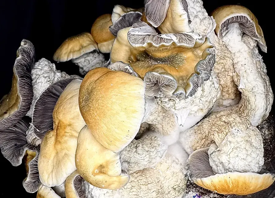 Hellmonkey, a strain in the MycoWorld Mushrealm collection
