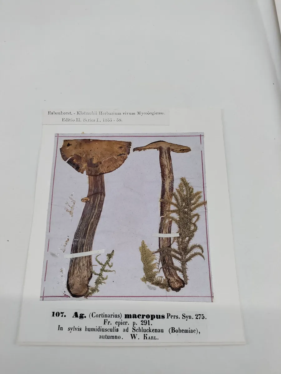 A Kew fungarium specimen sheet with a dried mushroom and its label