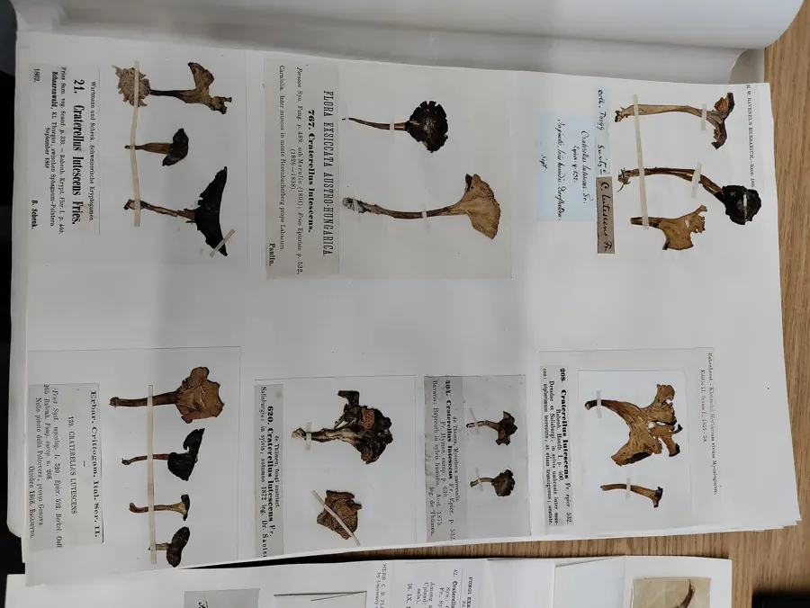 Dried fungi specimens in labelled packets in the Kew Gardens fungarium