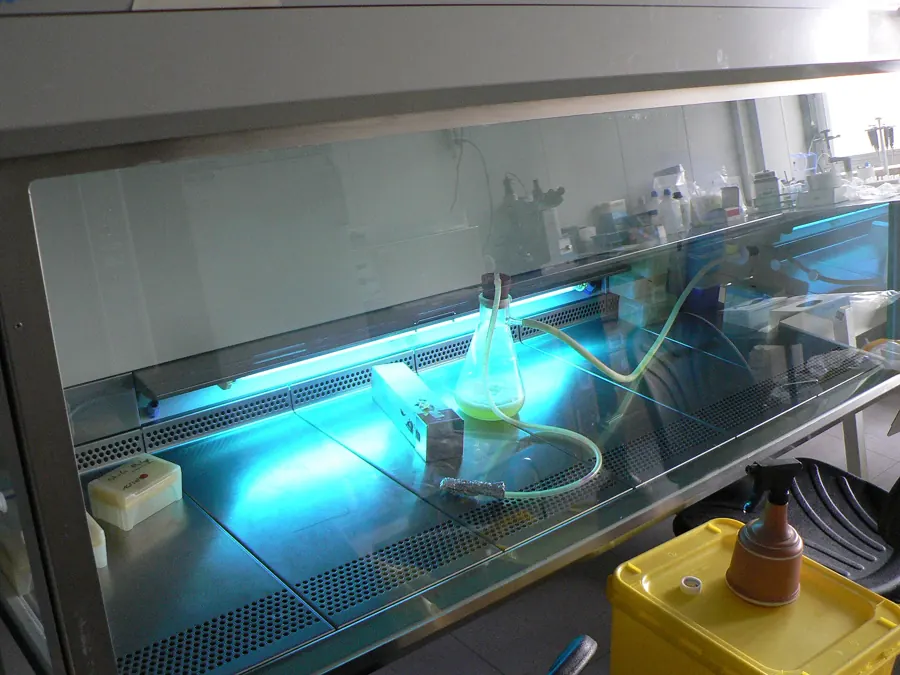 A laminar flow cabinet lit by ultraviolet light