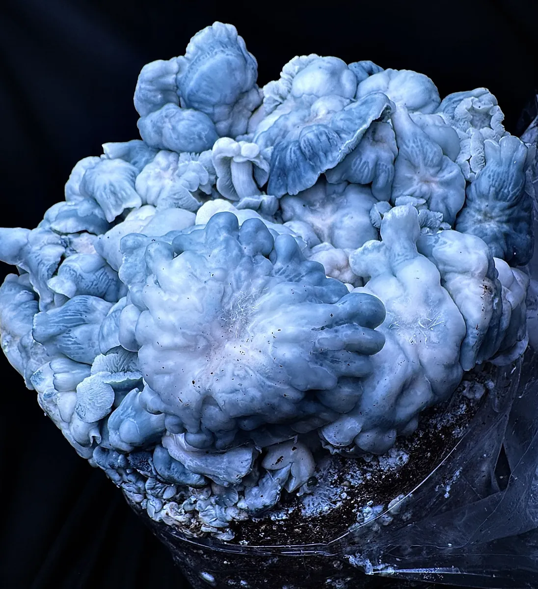 Blue Voodoo, a cross of Blue Ravioli and Natal Moon
