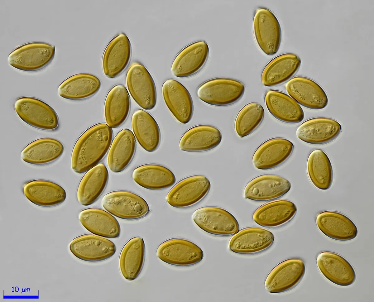 Psilocybe spores with a 10 micrometre scale bar