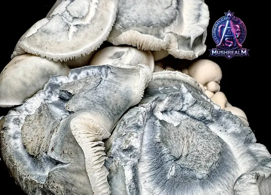 Iceberg Clam 456, a strain in the MycoWorld Mushrealm collection