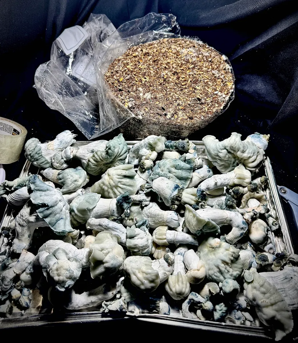 Indian Graveyard, photographed for the MycoWorld library