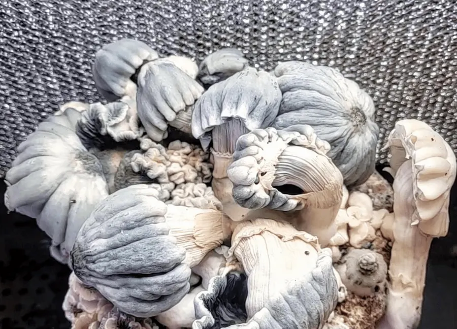 Indian Graveyard, a strain in the MycoWorld Mushrealm collection