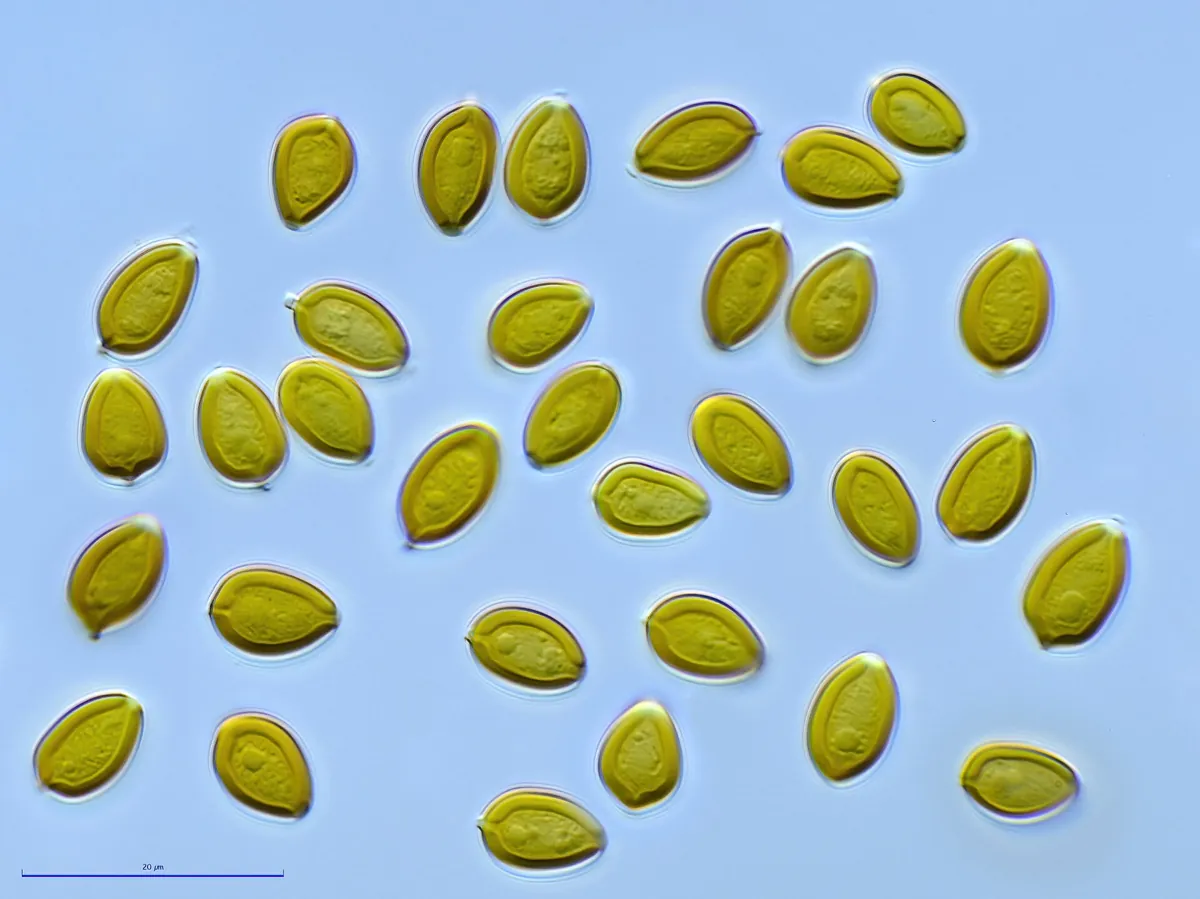 Psilocybe tampanensis spores with a scale bar