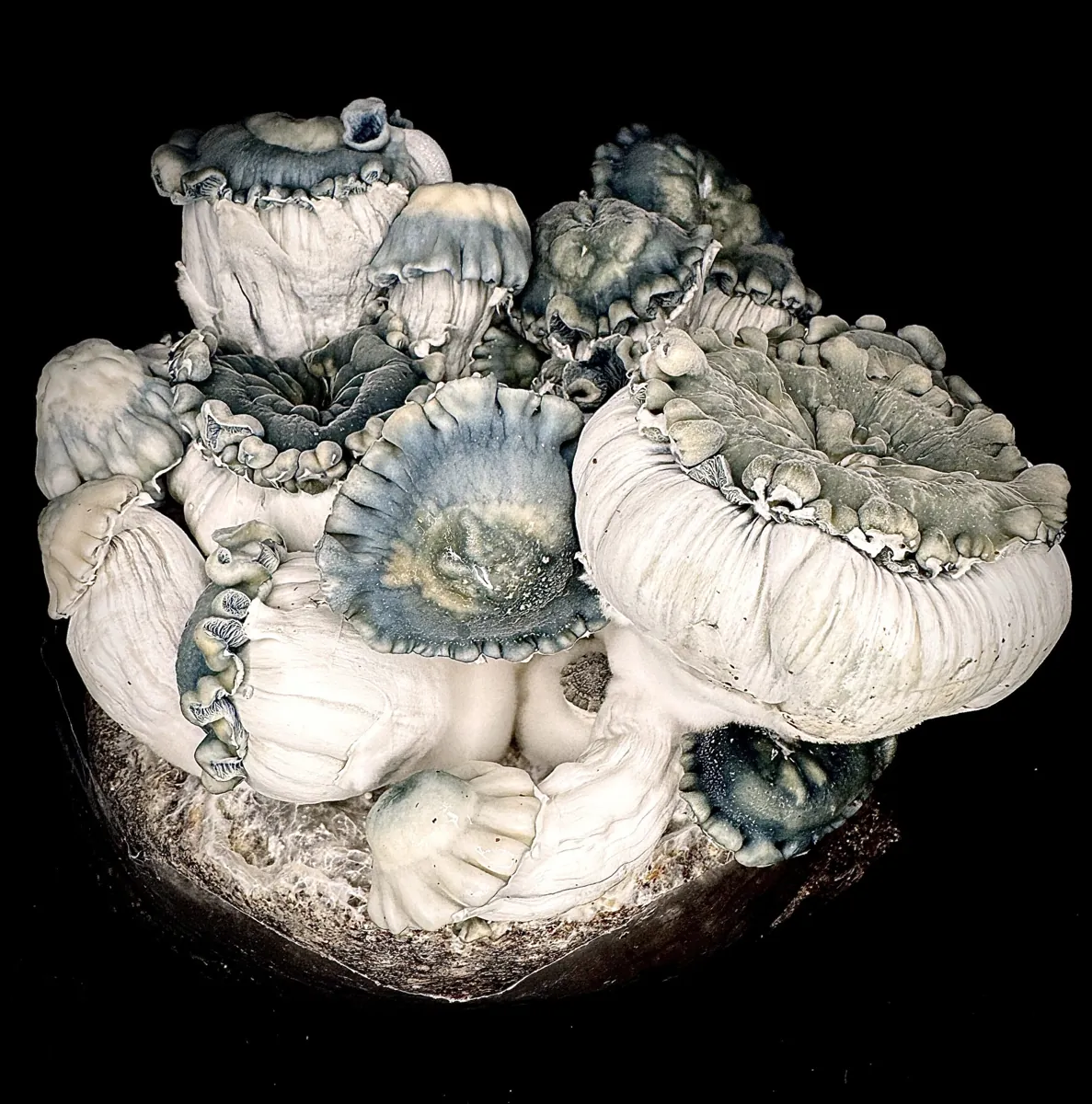 DreadMaw, an isolate selected from the Gamma Decay cross