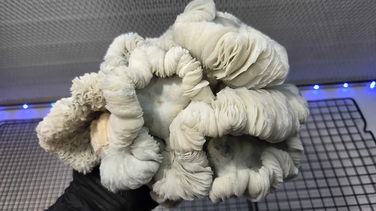 Oaxacan Frost, a What The Fungi cross of Jack Frost and Maria Sabina