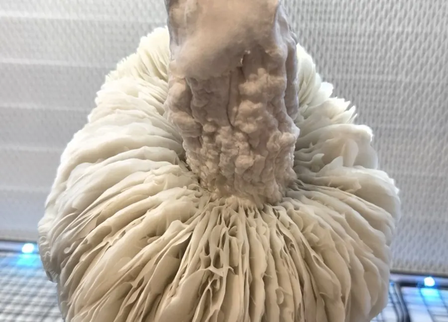 Jack Frost 324, an all-white albino cubensis isolation