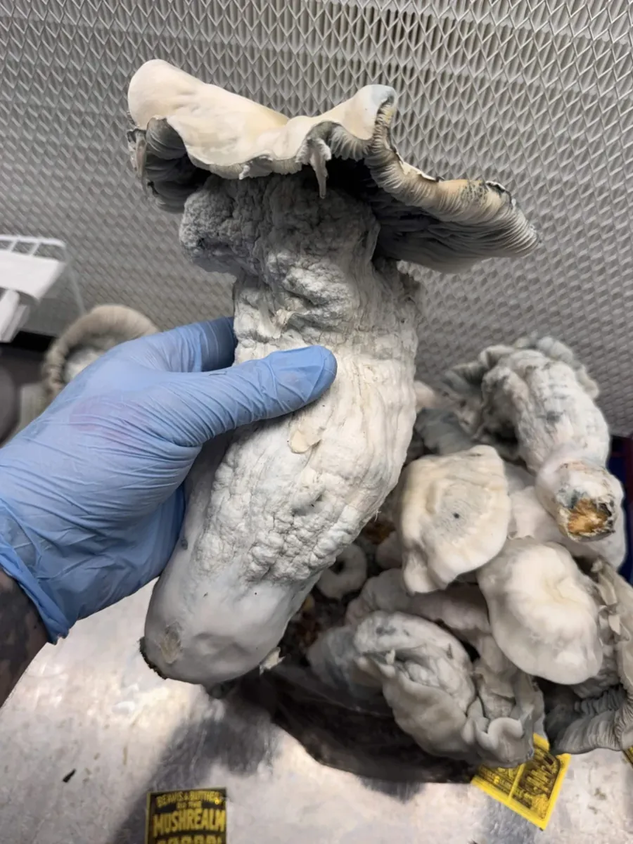 Lucid Gates, photographed for the MycoWorld library