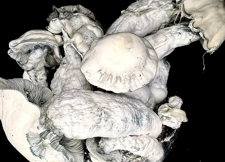Lucid Gates, a strain in the MycoWorld Mushrealm collection